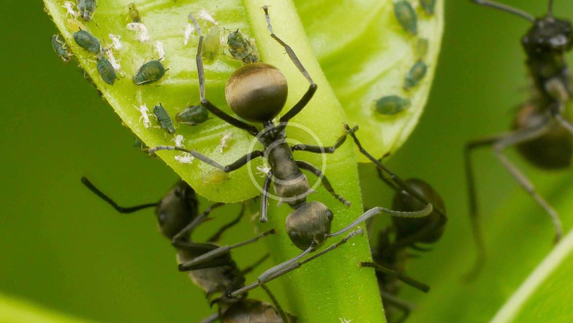 CONTROL DE INSECTOS