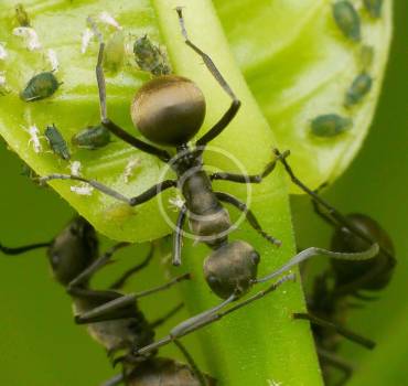 CONTROL DE INSECTOS