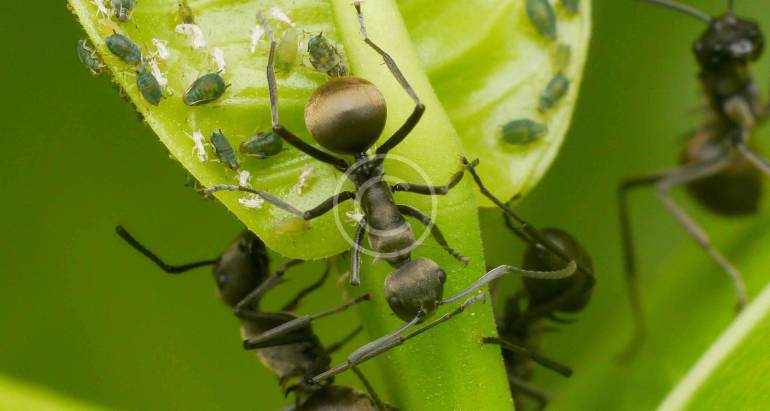 CONTROL DE INSECTOS
